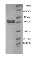 SDS-PAGE separation of QP5953 followed by commassie total protein stain results in a primary band consistent with reported data for DTW domain-containing protein 1. These data demonstrate Greater than 90% as determined by SDS-PAGE.