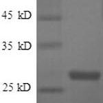 SDS-PAGE separation of QP5954 followed by commassie total protein stain results in a primary band consistent with reported data for Thymidylate kinase. These data demonstrate Greater than 90% as determined by SDS-PAGE.