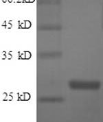 SDS-PAGE separation of QP5954 followed by commassie total protein stain results in a primary band consistent with reported data for Thymidylate kinase. These data demonstrate Greater than 90% as determined by SDS-PAGE.