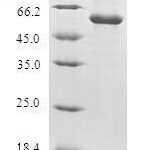 SDS-PAGE separation of QP5955 followed by commassie total protein stain results in a primary band consistent with reported data for Thymidylate kinase. These data demonstrate Greater than 80% as determined by SDS-PAGE.