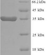 SDS-PAGE separation of QP5961 followed by commassie total protein stain results in a primary band consistent with reported data for EEF1E1 / AIMP3 / p18. These data demonstrate Greater than 90% as determined by SDS-PAGE.