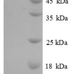 SDS-PAGE separation of QP5962 followed by commassie total protein stain results in a primary band consistent with reported data for Elongation factor 2. These data demonstrate Greater than 90% as determined by SDS-PAGE.