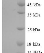 SDS-PAGE separation of QP5962 followed by commassie total protein stain results in a primary band consistent with reported data for Elongation factor 2. These data demonstrate Greater than 90% as determined by SDS-PAGE.