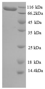 SDS-PAGE separation of QP5962 followed by commassie total protein stain results in a primary band consistent with reported data for Elongation factor 2. These data demonstrate Greater than 90% as determined by SDS-PAGE.