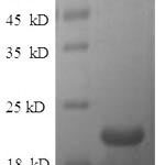 SDS-PAGE separation of QP5964 followed by commassie total protein stain results in a primary band consistent with reported data for Ephrin-A1 / EFNA1. These data demonstrate Greater than 90% as determined by SDS-PAGE.