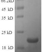 SDS-PAGE separation of QP5964 followed by commassie total protein stain results in a primary band consistent with reported data for Ephrin-A1 / EFNA1. These data demonstrate Greater than 90% as determined by SDS-PAGE.