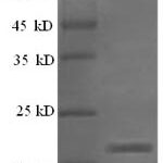 SDS-PAGE separation of QP5966 followed by commassie total protein stain results in a primary band consistent with reported data for Ephrin-A5 / EFNA5. These data demonstrate Greater than 90% as determined by SDS-PAGE.