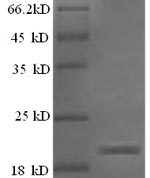 SDS-PAGE separation of QP5966 followed by commassie total protein stain results in a primary band consistent with reported data for Ephrin-A5 / EFNA5. These data demonstrate Greater than 90% as determined by SDS-PAGE.