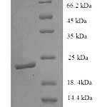 SDS-PAGE separation of QP5967 followed by commassie total protein stain results in a primary band consistent with reported data for Ephrin B3 / EFNB3. These data demonstrate Greater than 90% as determined by SDS-PAGE.