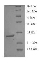 SDS-PAGE separation of QP5967 followed by commassie total protein stain results in a primary band consistent with reported data for Ephrin B3 / EFNB3. These data demonstrate Greater than 90% as determined by SDS-PAGE.