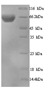 SDS-PAGE separation of QP5969 followed by commassie total protein stain results in a primary band consistent with reported data for EIF2AK2. These data demonstrate Greater than 90% as determined by SDS-PAGE.