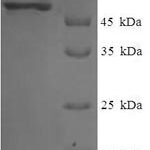 SDS-PAGE separation of QP5972 followed by commassie total protein stain results in a primary band consistent with reported data for EIF3G. These data demonstrate Greater than 90% as determined by SDS-PAGE.