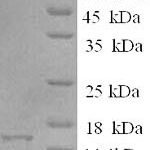 SDS-PAGE separation of QP5973 followed by commassie total protein stain results in a primary band consistent with reported data for EIF4EBP2. These data demonstrate Greater than 90% as determined by SDS-PAGE.