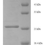 SDS-PAGE separation of QP5974 followed by commassie total protein stain results in a primary band consistent with reported data for EIF4EBP3. These data demonstrate Greater than 90% as determined by SDS-PAGE.