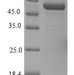 SDS-PAGE separation of QP5981 followed by commassie total protein stain results in a primary band consistent with reported data for ELAV-like protein 4. These data demonstrate Greater than 80% as determined by SDS-PAGE.