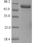 SDS-PAGE separation of QP5981 followed by commassie total protein stain results in a primary band consistent with reported data for ELAV-like protein 4. These data demonstrate Greater than 80% as determined by SDS-PAGE.