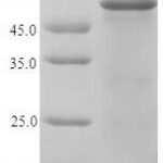 SDS-PAGE separation of QP5983 followed by commassie total protein stain results in a primary band consistent with reported data for Homeobox protein engrailed-1. These data demonstrate Greater than 90% as determined by SDS-PAGE.