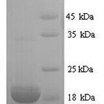 SDS-PAGE separation of QP5990 followed by commassie total protein stain results in a primary band consistent with reported data for Erythropoietin / EPO. These data demonstrate Greater than 90% as determined by SDS-PAGE.