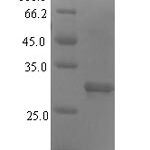 SDS-PAGE separation of QP5994 followed by commassie total protein stain results in a primary band consistent with reported data for DNA repair protein complementing XP-G cells. These data demonstrate Greater than 90% as determined by SDS-PAGE.