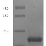 SDS-PAGE separation of QP5995 followed by commassie total protein stain results in a primary band consistent with reported data for Epiregulin / EREG. These data demonstrate Greater than 90% as determined by SDS-PAGE.