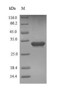 SDS-PAGE separation of QP5997 followed by commassie total protein stain results in a primary band consistent with reported data for ESM1 / Endocan. These data demonstrate Greater than 90% as determined by SDS-PAGE.