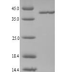 SDS-PAGE separation of QP6008 followed by commassie total protein stain results in a primary band consistent with reported data for Coagulation factor XII. These data demonstrate Greater than 90% as determined by SDS-PAGE.