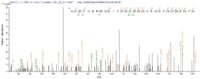 SEQUEST analysis of LC MS/MS spectra obtained from a run with QP6012 identified a match between this protein and the spectra of a peptide sequence that matches a region of Coagulation Factor VII / FVII / F7.