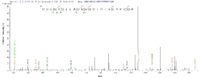 Additional SEQUEST analysis of the LC MS/MS spectra from QP6012 identified an additional between this protein and the spectra of another peptide sequence that matches a region of Coagulation Factor VII / FVII / F7 confirming successful recombinant synthesis.