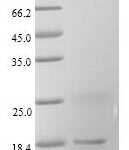 SDS-PAGE separation of QP6013 followed by commassie total protein stain results in a primary band consistent with reported data for FABP3 / H-FABP. These data demonstrate Greater than 90% as determined by SDS-PAGE.