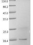 SDS-PAGE separation of QP6013 followed by commassie total protein stain results in a primary band consistent with reported data for FABP3 / H-FABP. These data demonstrate Greater than 90% as determined by SDS-PAGE.
