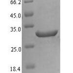 SDS-PAGE separation of QP6016 followed by commassie total protein stain results in a primary band consistent with reported data for Fatty acid desaturase 2. These data demonstrate Greater than 90% as determined by SDS-PAGE.