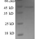 SDS-PAGE separation of QP6017 followed by commassie total protein stain results in a primary band consistent with reported data for Fas apoptotic inhibitory molecule 3. These data demonstrate Greater than 90% as determined by SDS-PAGE.