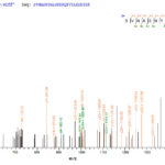 SEQUEST analysis of LC MS/MS spectra obtained from a run with QP6020 identified a match between this protein and the spectra of a peptide sequence that matches a region of FAP / Seprase.