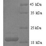 SDS-PAGE separation of QP6021 followed by commassie total protein stain results in a primary band consistent with reported data for Fas Ligand / FASLG / CD95L. These data demonstrate Greater than 90% as determined by SDS-PAGE.