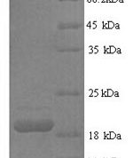 SDS-PAGE separation of QP6021 followed by commassie total protein stain results in a primary band consistent with reported data for Fas Ligand / FASLG / CD95L. These data demonstrate Greater than 90% as determined by SDS-PAGE.