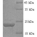 SDS-PAGE separation of QP6022 followed by commassie total protein stain results in a primary band consistent with reported data for Fas Ligand / FASLG / CD95L. These data demonstrate Greater than 90% as determined by SDS-PAGE.