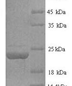SDS-PAGE separation of QP6022 followed by commassie total protein stain results in a primary band consistent with reported data for Fas Ligand / FASLG / CD95L. These data demonstrate Greater than 90% as determined by SDS-PAGE.