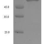 SDS-PAGE separation of QP6025 followed by commassie total protein stain results in a primary band consistent with reported data for F-box / WD repeat-containing protein 4. These data demonstrate Greater than 90% as determined by SDS-PAGE.