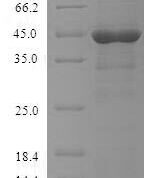 SDS-PAGE separation of QP6026 followed by commassie total protein stain results in a primary band consistent with reported data for FcERI / FCER1A. These data demonstrate Greater than 90% as determined by SDS-PAGE.