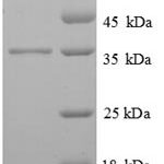 SDS-PAGE separation of QP6027 followed by commassie total protein stain results in a primary band consistent with reported data for FCER1G. These data demonstrate Greater than 90% as determined by SDS-PAGE.