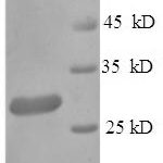 SDS-PAGE separation of QP6030 followed by commassie total protein stain results in a primary band consistent with reported data for IgG receptor FcRn large subunit p51. These data demonstrate Greater than 90% as determined by SDS-PAGE.