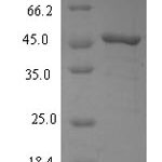 SDS-PAGE separation of QP6031 followed by commassie total protein stain results in a primary band consistent with reported data for Squalene synthase. These data demonstrate Greater than 90% as determined by SDS-PAGE.