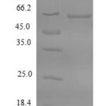 SDS-PAGE separation of QP6032 followed by commassie total protein stain results in a primary band consistent with reported data for FDPS. These data demonstrate Greater than 90% as determined by SDS-PAGE.