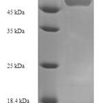 SDS-PAGE separation of QP6033 followed by commassie total protein stain results in a primary band consistent with reported data for FDXR