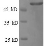 SDS-PAGE separation of QP6034 followed by commassie total protein stain results in a primary band consistent with reported data for FGA. These data demonstrate Greater than 80% as determined by SDS-PAGE.