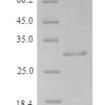 SDS-PAGE separation of QP6036 followed by commassie total protein stain results in a primary band consistent with reported data for aFGF / FGF1 Protein. These data demonstrate Greater than 90% as determined by SDS-PAGE.