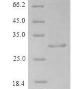 SDS-PAGE separation of QP6036 followed by commassie total protein stain results in a primary band consistent with reported data for aFGF / FGF1 Protein. These data demonstrate Greater than 90% as determined by SDS-PAGE.