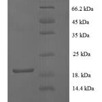 SDS-PAGE separation of QP6037 followed by commassie total protein stain results in a primary band consistent with reported data for aFGF / FGF1 Protein. These data demonstrate Greater than 90% as determined by SDS-PAGE.