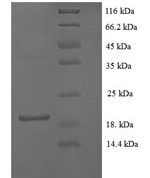 SDS-PAGE separation of QP6037 followed by commassie total protein stain results in a primary band consistent with reported data for aFGF / FGF1 Protein. These data demonstrate Greater than 90% as determined by SDS-PAGE.