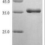 SDS-PAGE separation of QP6038 followed by commassie total protein stain results in a primary band consistent with reported data for FGF10 / KGF2 Protein. These data demonstrate Greater than 80% as determined by SDS-PAGE.